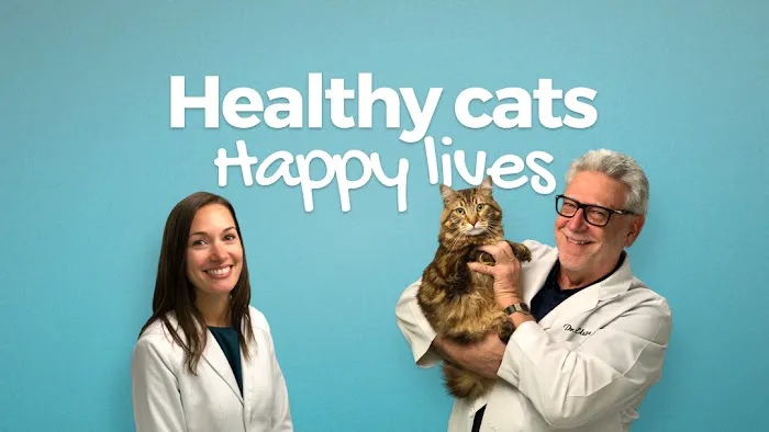 The Cat Hospital Picture 7