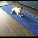 Shane Veterinary Medical Center