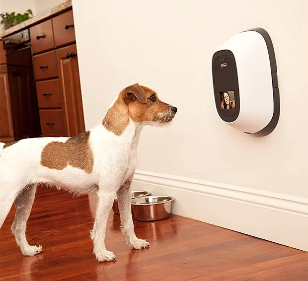 The Best Pet Camera with a Treat Dispenser for Kittens – Top Picks for Pet Parents