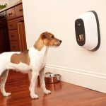 The Best Pet Camera with a Treat Dispenser for Kittens – Top Picks for Pet Parents