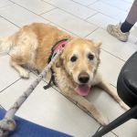 Panorama Pet Hospital
