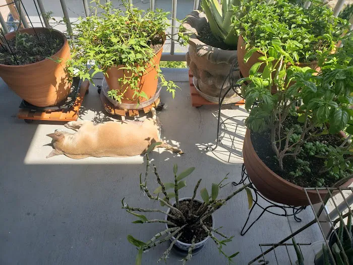 Panorama Pet Hospital Picture 2
