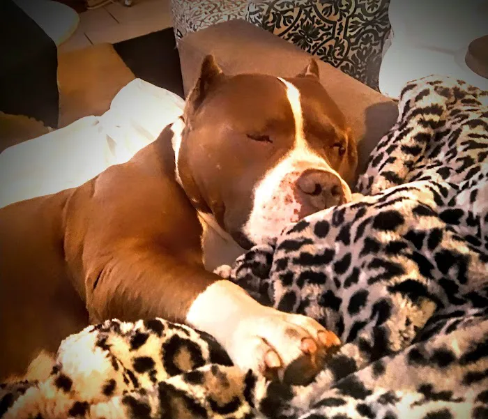 Panorama Pet Hospital Picture 7