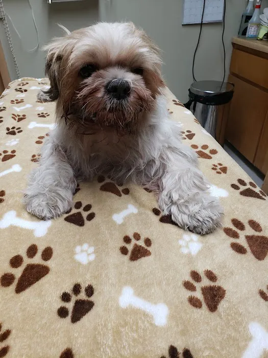 Panorama Pet Hospital Picture 4