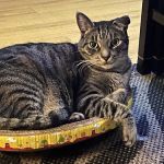 Van Nuys Veterinary Clinic