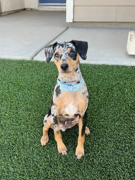 Van Nuys Veterinary Clinic Picture 6