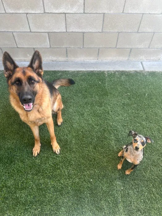 Van Nuys Veterinary Clinic Picture 9
