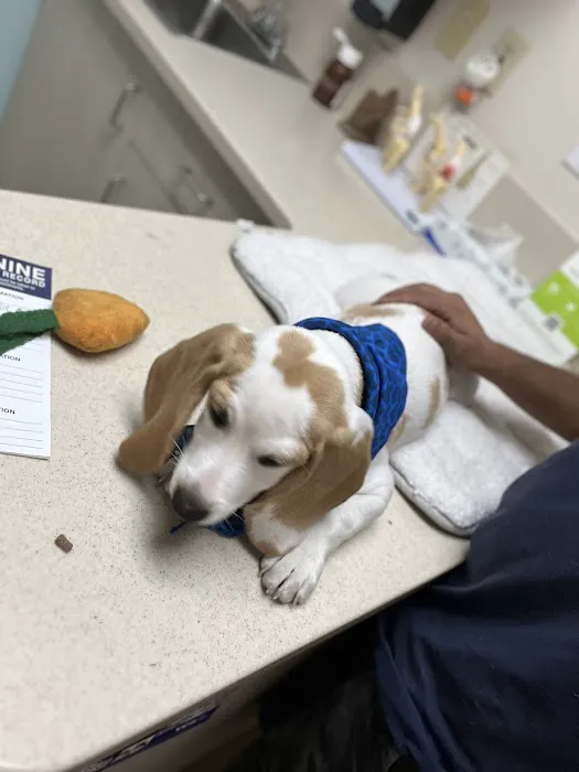VCA Animal Medical Center Picture 3