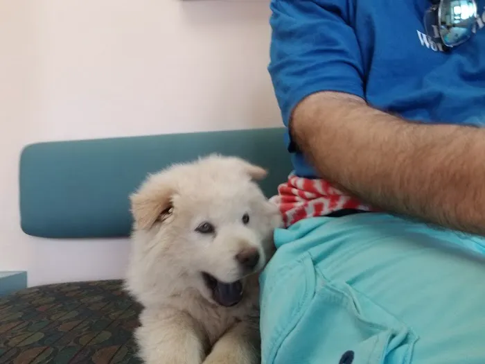 VCA Animal Medical Center Picture 1