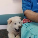 VCA Animal Medical Center