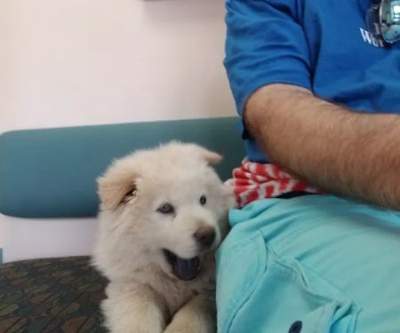 VCA Animal Medical Center