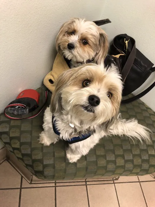 VCA Animal Medical Center Picture 9