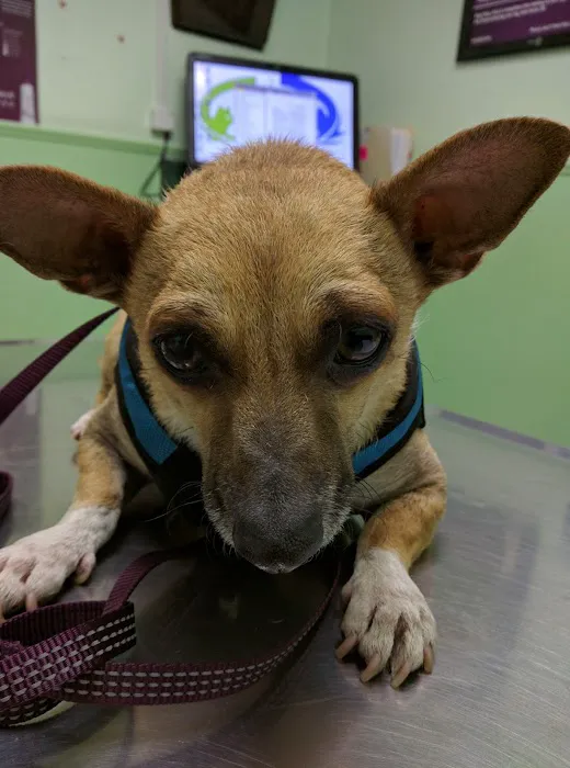 Vet Care Animal Center Picture 3