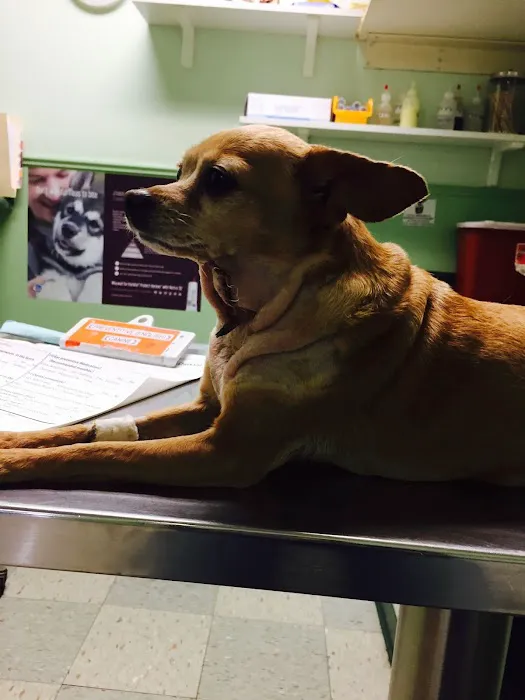 Vet Care Animal Center Picture 4