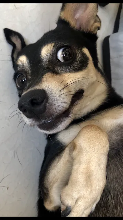 Vet Care Animal Center Picture 10