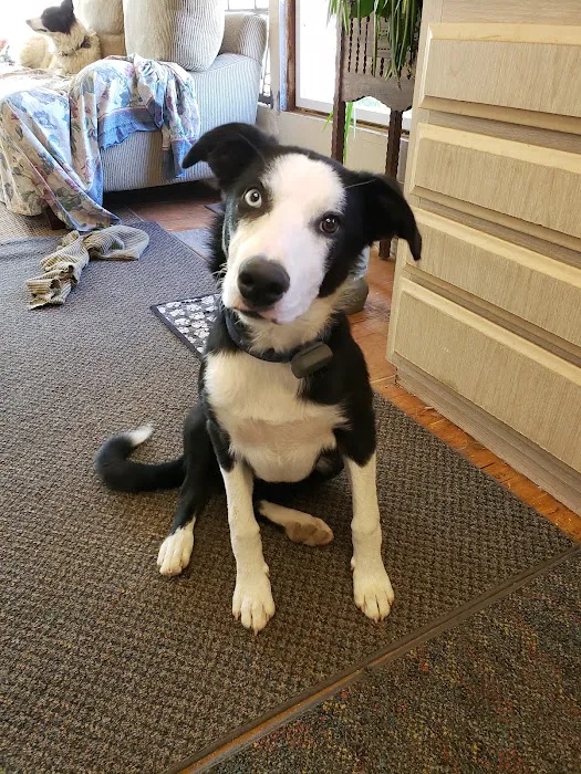 Five Star Veterinary Center Picture 9
