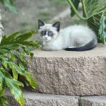 Roxford Veterinary Clinic