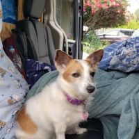 Shadow Hills Pet Clinic ico