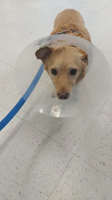 Shadow Hills Pet Clinic Picture 3