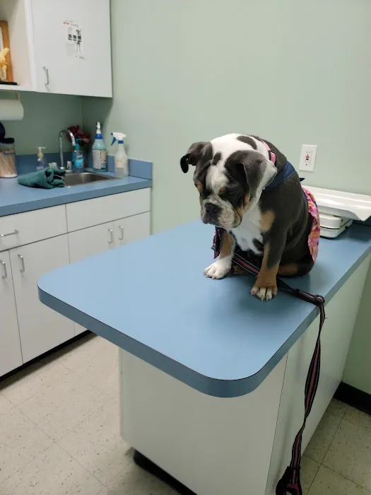 Shadow Hills Pet Clinic Picture 5