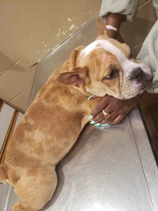 Holiday Humane Society Clinic Picture 6