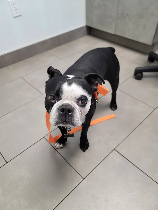 Animal Dermatology Clinic Picture 4
