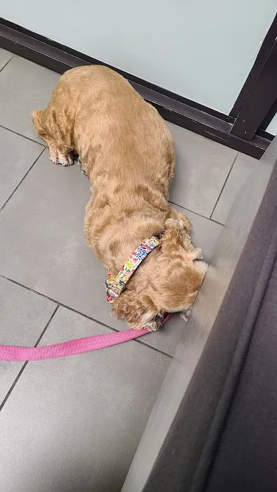 Animal Dermatology Clinic Picture 7
