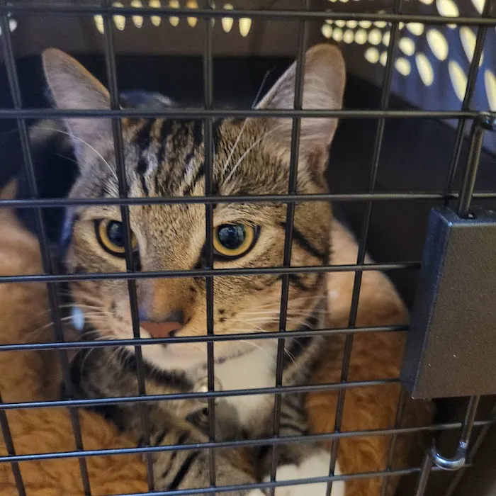 Mar Vista Animal Medical Center Picture 4