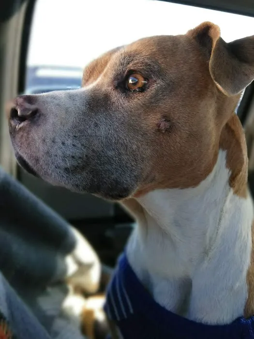Mar Vista Animal Medical Center Picture 8