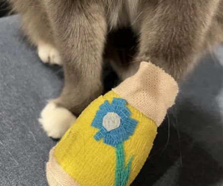 VCA Animal Hospitals Urgent Care - Mar Vista