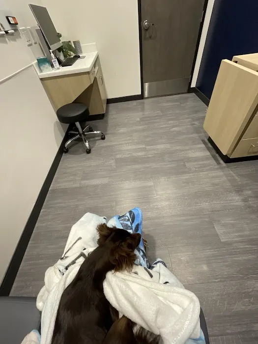 VCA Animal Hospitals Urgent Care - Mar Vista Picture 3