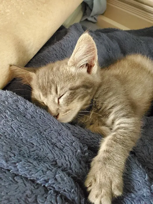 VCA Animal Hospitals Urgent Care - Mar Vista Picture 4