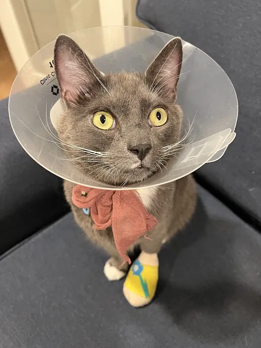 VCA Animal Hospitals Urgent Care - Mar Vista Picture 2