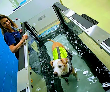 PAW REHAB Pacific Animal Wellness Rehabilitation Center Picture 5