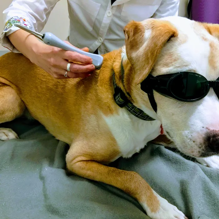 PAW REHAB Pacific Animal Wellness Rehabilitation Center Picture 7