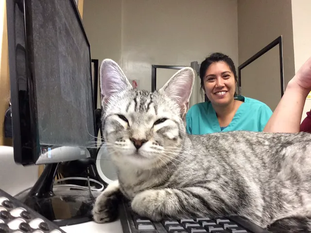 Beverly Oaks Animal Hospital Picture 2