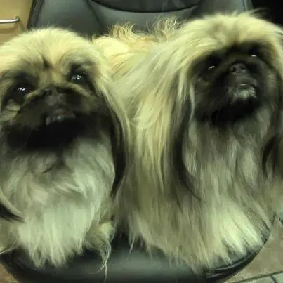 Beverly Oaks Animal Hospital Picture 7