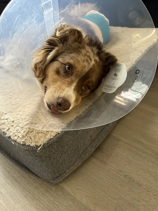 Simon Veterinary Surgical - Sherman Oaks Picture 2