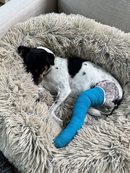 Simon Veterinary Surgical - Sherman Oaks Picture 7
