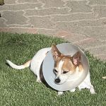 Green Dog Dental and Veterinary Center