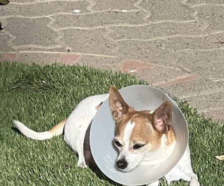 Green Dog Dental and Veterinary Center