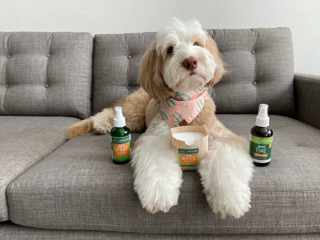 Green Dog Dental and Veterinary Center Picture 4