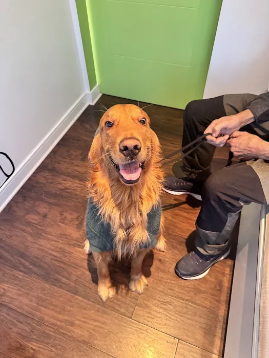 Green Dog Dental and Veterinary Center Picture 6