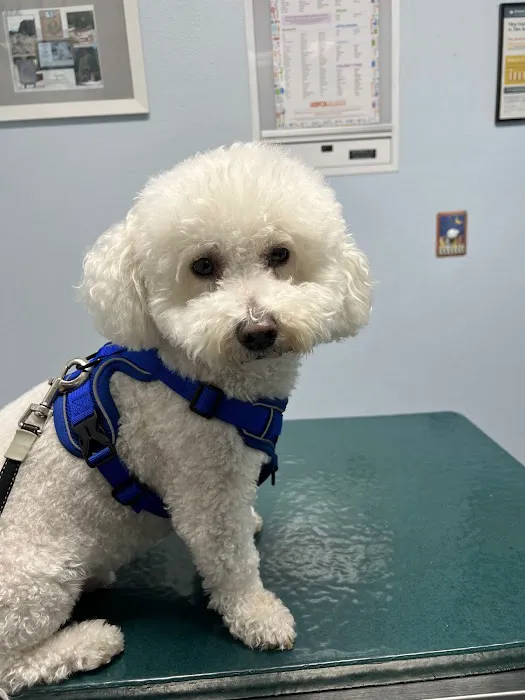 The Pet Doctors of Sherman Oaks Picture 2