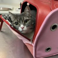 Sherman Oaks Veterinary Group ico