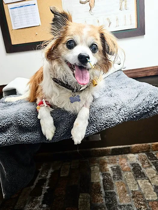 Sherman Oaks Veterinary Group Picture 9