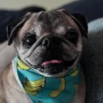 Sharp Pet Hospital