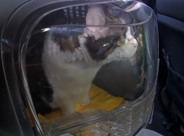 Sharp Pet Hospital Picture 6