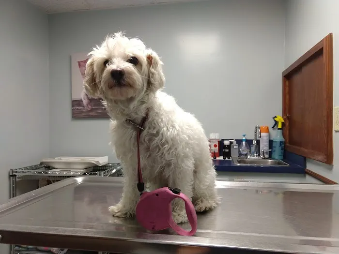Sharp Pet Hospital Picture 10