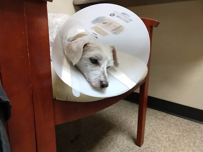 East Valley Veterinary Clinic Picture 4
